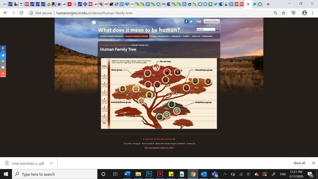 Screenshot of the human evolutionary tree of life in white and maroon on the Smithsonian's Human Origins website..